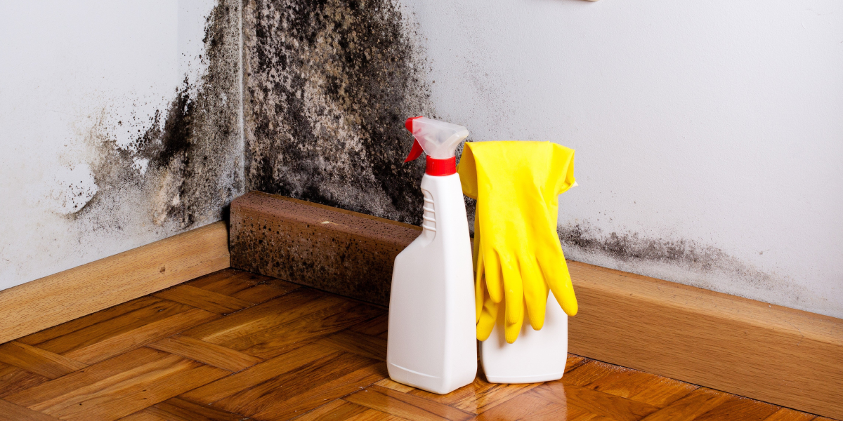 How to Remove Mold From Home: DIY Mold Removal
