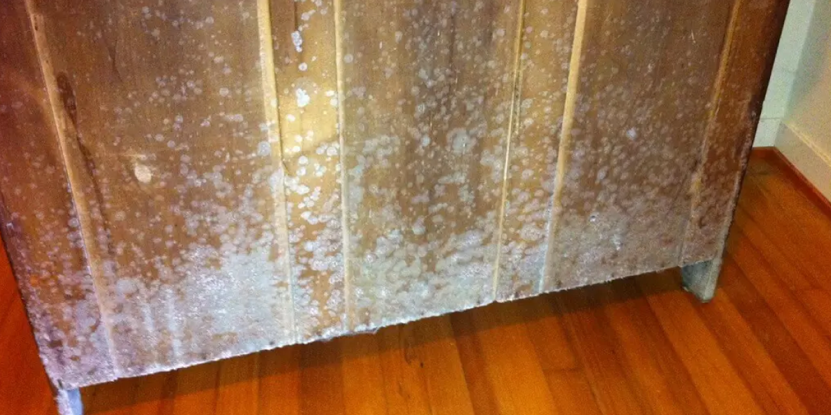 How to Tell If It’s Mold on Wood