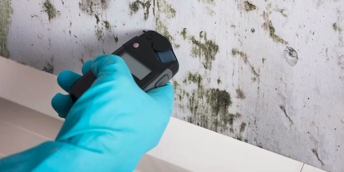 Use DIY Mold Test Kits