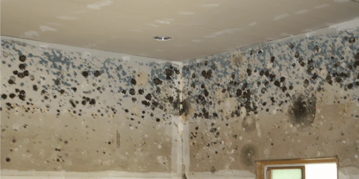 What Does the EPA Say About Mold