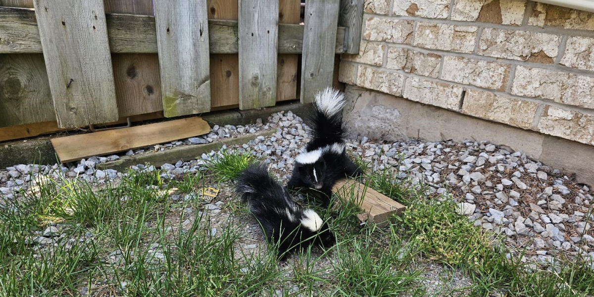 If You Find One in Your House