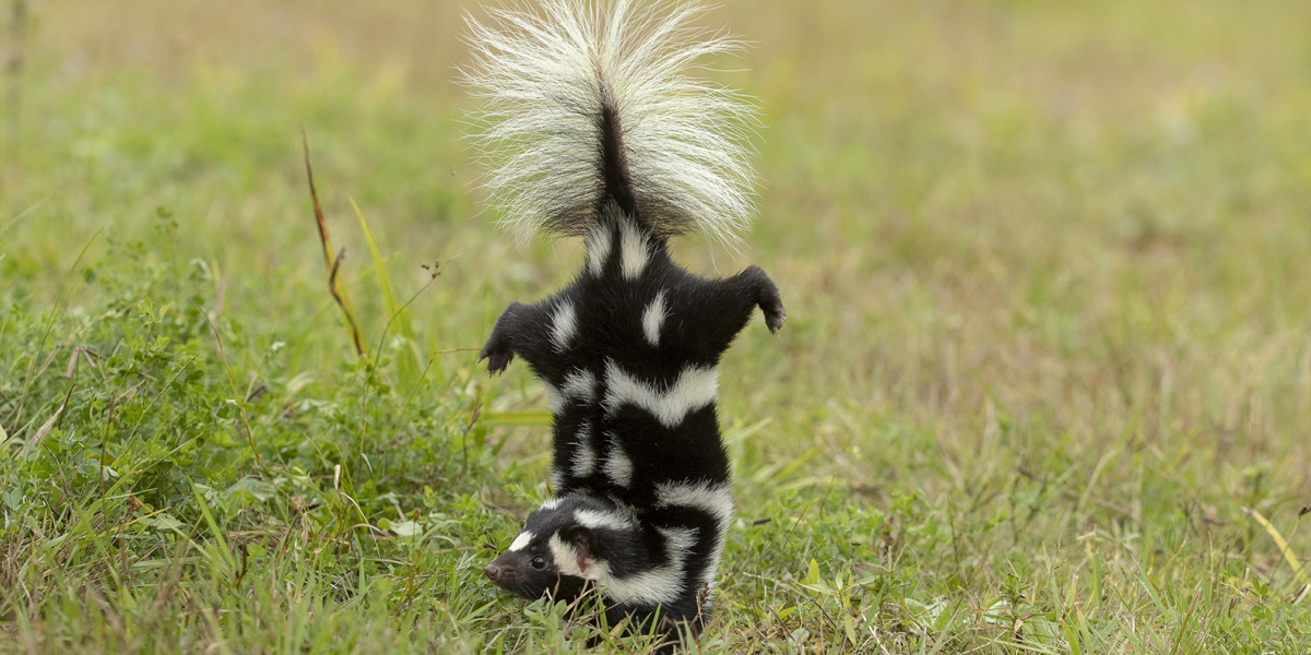 Remove Anything That Attracts Skunks