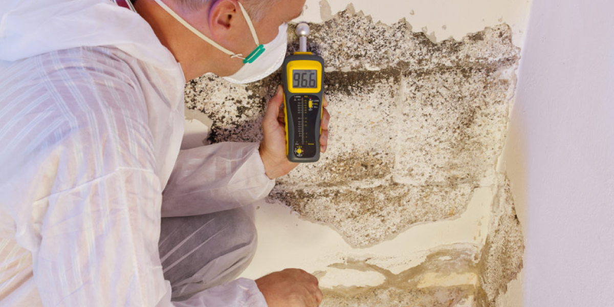 Tools That Can Help You Tackle the Mold Crisis